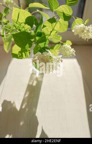 Bouquet von weißen Hortensien in Glasvase auf Fensterbank in Sonnenstrahlen. Schöne Bouquet von Sommer Hortensien Blumen im Inneren des Hauses Stockfoto