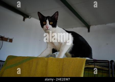 Niedliche Wildkatze in einem speziellen Tierheim-Raum Stockfoto
