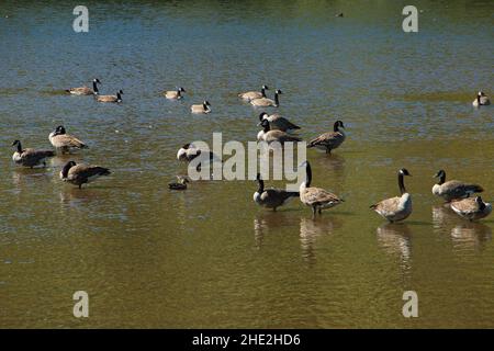 Kanadagänse auf dem Lake Mangamahoe, Taranaki-Region auf der Nordinsel Neuseelands Stockfoto