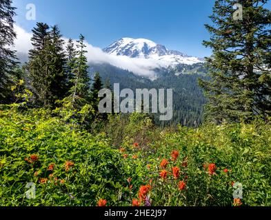 Der Gipfel des Mount Rainier im Mount Rainier National Park hinter einer blühenden Sommerwiese, Washington Stockfoto