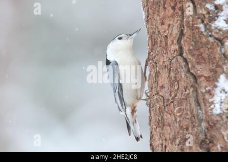 Weißer Nuthatch Sitta carolinensis auf einem Baumstamm im Winterschnee Stockfoto