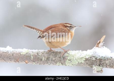 Carolina wren Thryothorus ludovicianus im Winter auf einem verschneiten Ast Stockfoto