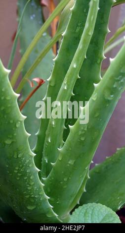 Diese Pflanze wird Aloe Vera genannt, mit den Eigenschaften einer frischen grünen Farbe und es gibt Dornen an den Rändern der Blätter und diese Aloe Stockfoto