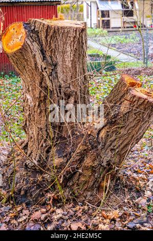 Baumstumpf auf einem Wanderweg abgesägt, Davenstedt, Hannover, Niedersachsen, Deutschland Stockfoto