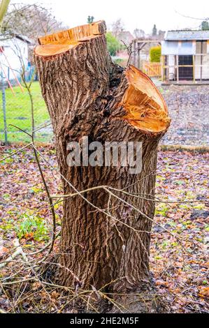 Baumstumpf auf einem Wanderweg abgesägt, Davenstedt, Hannover, Niedersachsen, Deutschland Stockfoto