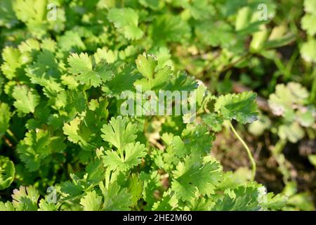 Nahaufnahme der reifen grünen Korianderpflanzen, die in der Farm über unscharf grün braunen Hintergrund wachsen. Stockfoto