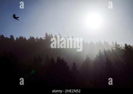 Raven fliegt durch das dramatische Morgenlicht, das durch den Nebel und die großen Bäume filtert; Cape Perpetua Scenic Area; in der Nähe von Yachats; Oregon; USA Stockfoto