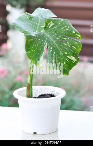 Monstera, Herricane oder Schweizer Käsepflanze oder Monstera thai Sternbild oder Thai Monstera Stockfoto