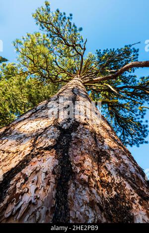 Ponderosa Pine; Pinus ponderosa; Stierkiefer; Schwarzkiefer; westliche Gelbkiefer; Filipinuskiefer; Camus Sno-Park; Adel; Oregon; USA Stockfoto