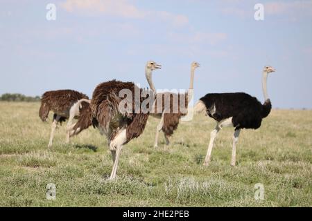 Strauß in Etosha Stockfoto