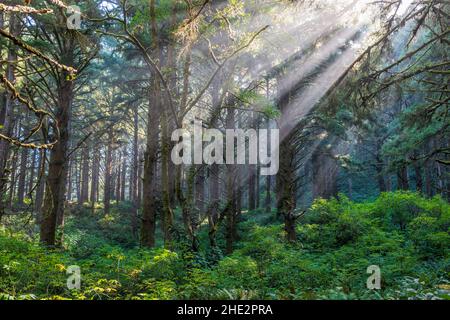 Dramatisches Morgenlicht filtert durch den Nebel und die großen Bäume; Cape Perpetua Scenic Area; in der Nähe von Yachats; Oregon; USA Stockfoto