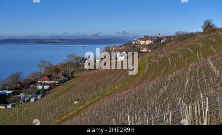 Blick auf Meersburg und den Bodensee. Historischer Weinberg, Rebgut Haltnaus im Vordergrund. Baden-Württemberg, Deutschland Stockfoto