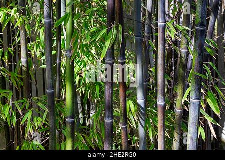 BAMBUSPFLANZEN STÄNGEL UND BLÄTTER BAMBUSOIDEAE Stockfoto