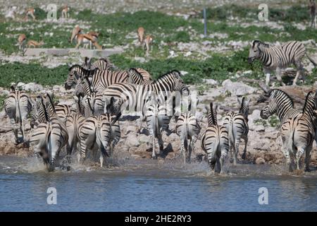 Zebra am Okaukuejo Waterhole, Etosha Stockfoto