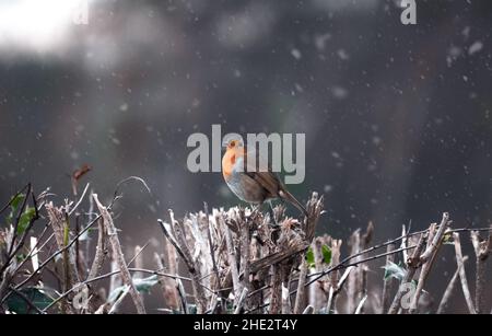 Robin Rotbrust thronte an einem kalten, verschneiten Winternachmittag in Großbritannien auf einer Hecke Stockfoto