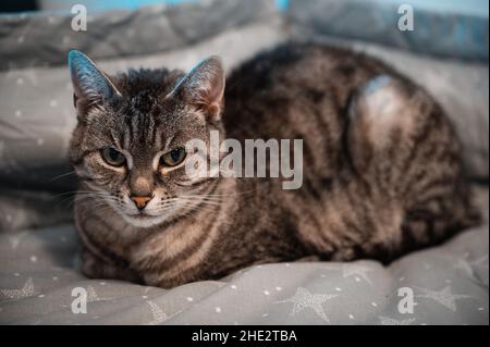 Eine graue europäische Kurzhaarkatze, die auf einem grauen Hintergrund liegt Stockfoto