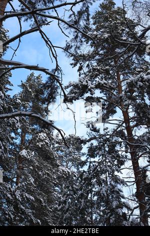 Schneebedeckte Spitzen von Pinien vor einem blauen Himmel. Winter Kiefernwald bei klarem Wetter. Ansicht von unten. Winterlandschaft. Waldhintergrund. Vertikal. Stockfoto