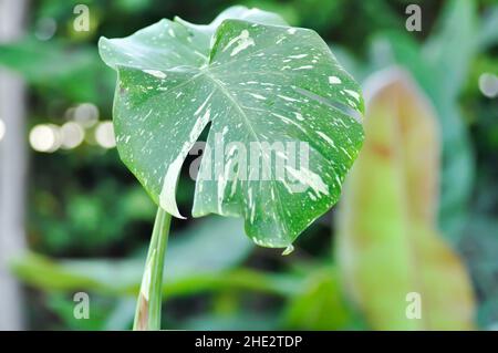 Monstera, Herricane oder Schweizer Käsepflanze oder Monstera thai Sternbild oder Thai Monstera Stockfoto