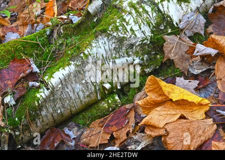 Birkenrinde auf Waldboden Stockfoto