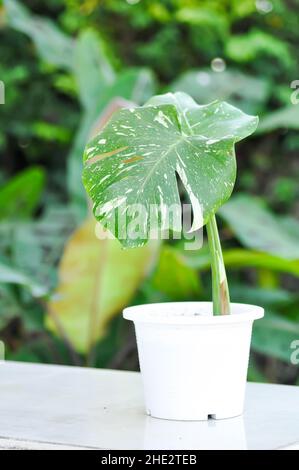 Monstera, Herricane oder Schweizer Käsepflanze oder Monstera thai Sternbild oder Thai Monstera Stockfoto