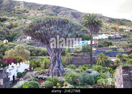 Tausendjähriger Drachenbaum, im Dezember in Icod de los Vinos auf Teneriffa Stockfoto