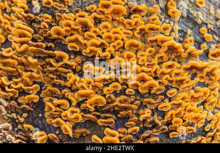 Nahaufnahme eines Baumstamms, der mit vielen orangefarbenen Polyporen überwuchert ist Stockfoto