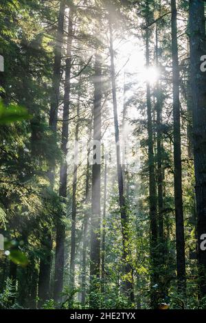 Dramatisches Morgenlicht filtert durch den Nebel und die Western Red Cedar Trees; Jesse M. Honeyman Memorial State Park; in der Nähe von Florenz; Oregon; USA Stockfoto