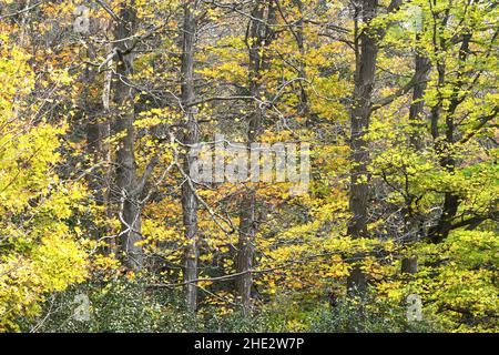 Wald in Herbstfarben, Killarney, Ontario, Kanada Stockfoto