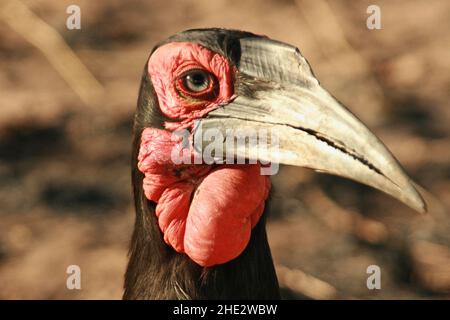 Southern Ground Hornbill, Kruger National Park Stockfoto