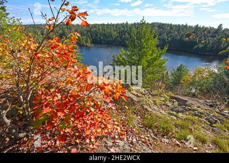 Killarney - Lake of the Woods Trail im Herbst, Ontario, Kanada Stockfoto
