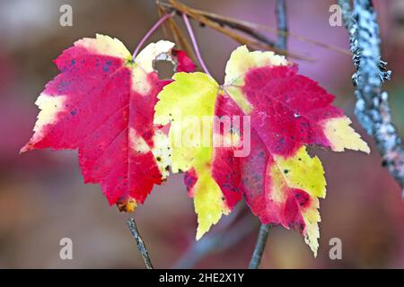 Ahornblätter noch auf ihrem Zweig in Herbstfarben, Nordamerika Stockfoto