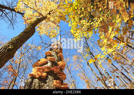 Pilze auf Baumstamm, Kanada Stockfoto
