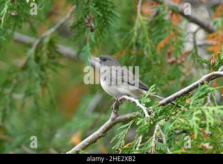 Nördlicher junco, schieferfarben junco, dunkeläugiger junco Stockfoto