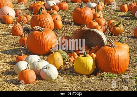 Kürbissorte, Nordamerika Stockfoto