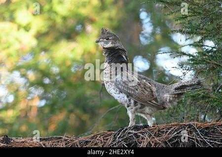 Ruffed grouse Stockfoto