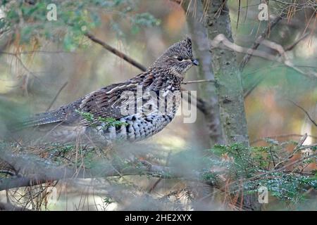 Ruffhuhn auf einem Ast Stockfoto