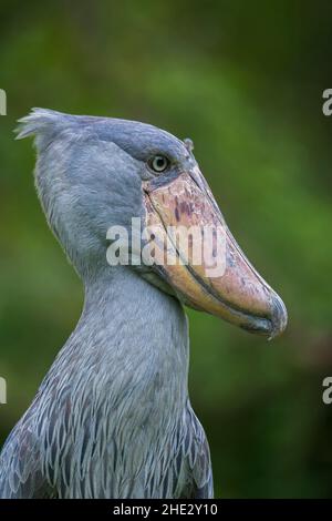 Porträt eines Schuhabbills mit einem sauberen grünen Hintergrund aus Uganda Stockfoto