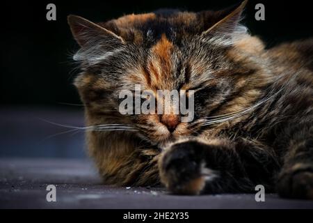 Porträt einer schaurigen Katze Stockfoto