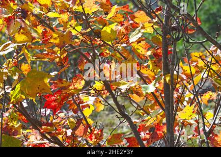 Nahaufnahme von dünnen Zweigen und Herbstfarben Stockfoto