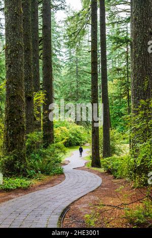 Wanderer auf kurvenreichen Pfaden; Silver Falls State Park; Oregon; USA Stockfoto