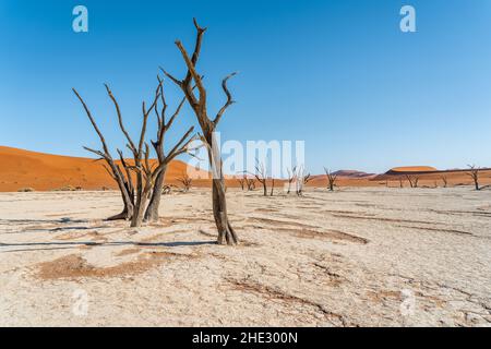 Tote Akazienbäume vor hohen Sanddünen in Deadvlei, Namib-Naukluft National Park, Namibia, Afrika. Stockfoto