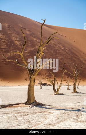 Tote Kameldornbäume vor hoch aufragenden Sanddünen in Deadvlei, Namib-Naukluft National Park, Namibia, Afrika. Stockfoto