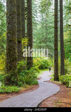 Wanderer auf kurvenreichen Pfaden; Silver Falls State Park; Oregon; USA Stockfoto