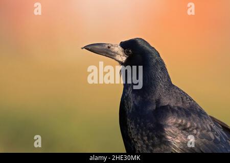 Ein Porträt eines Kakerlakens (Corvus frugilegus), der im Gras auf Nahrungssuche ist. Stockfoto