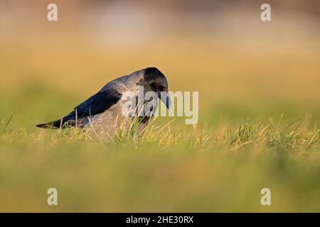 Eine Kapuzenkrähe (Corvus cornix), die im Gras auf Nahrungssuche ist, fotografiert aus einem niedrigen Winkel. Stockfoto