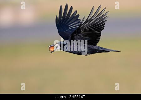 Eine Rotte (Corvus frugilegus) im Flug mit einer Walnuss im Schnabel. Stockfoto