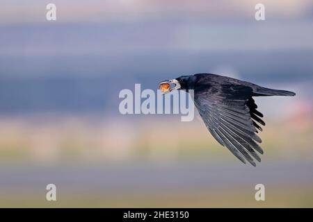 Eine Rotte (Corvus frugilegus) im Flug mit einer Walnuss im Schnabel. Stockfoto