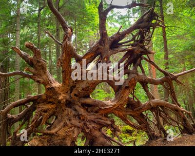 WA21019-00...WASHINGTON - Ein komplizierter Wurzelball, der sich entlang des Cascade Creek Trails im Moran State Park auf Orcas Island befindet. Stockfoto
