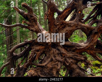 WA21020-00...WASHINGTON - Ein komplizierter Wurzelball, der sich entlang des Cascade Creek Trails im Moran State Park auf Orcas Island befindet. Stockfoto