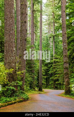 Gewundener Pfad; Silver Falls State Park; Oregon; USA Stockfoto